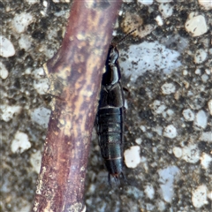 Staphylinidae (family) at Russell, ACT - 10 Oct 2024