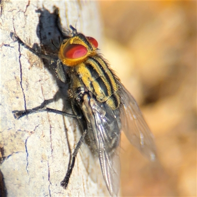 Sarcophaga sp. (genus) (Flesh fly) at Russell, ACT - 10 Oct 2024 by Hejor1