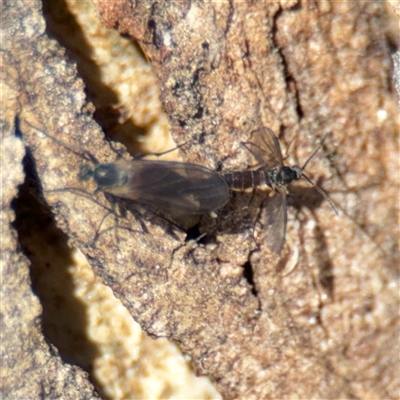 Sciaridae sp. (family) (Black fungus gnat) at Russell, ACT - 10 Oct 2024 by Hejor1