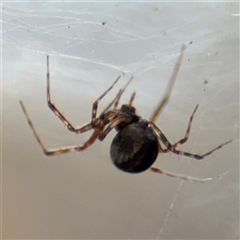 Theridiidae (family) (Comb-footed spider) at Russell, ACT - 10 Oct 2024 by Hejor1