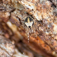 Araneus dimidiatus at Russell, ACT - 10 Oct 2024 by Hejor1