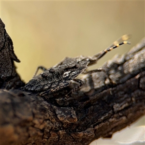 Alcaeus varicornis at Russell, ACT - 10 Oct 2024