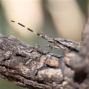 Alcaeus varicornis at Russell, ACT - 10 Oct 2024