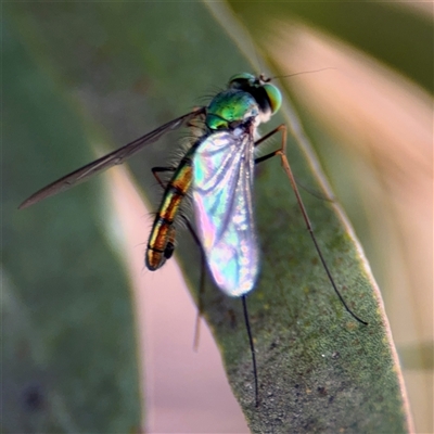Heteropsilopus sp. (genus) (A long legged fly) at Russell, ACT - 10 Oct 2024 by Hejor1