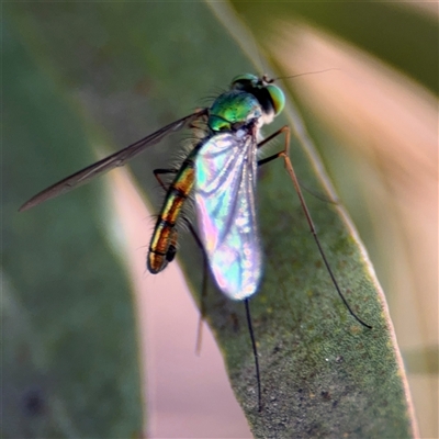 Heteropsilopus sp. (genus) (A long legged fly) at Russell, ACT - 10 Oct 2024 by Hejor1