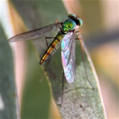 Heteropsilopus sp. (genus) at Russell, ACT - 10 Oct 2024