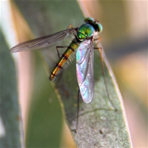 Heteropsilopus sp. (genus) at Russell, ACT - 10 Oct 2024