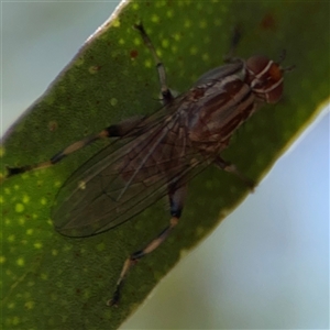 Tapeigaster annulipes at Russell, ACT - 10 Oct 2024