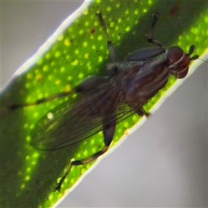 Tapeigaster annulipes at Russell, ACT - 10 Oct 2024