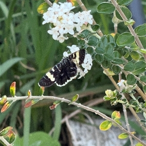 Phalaenoides glycinae at Watson, ACT - suppressed