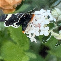 Phalaenoides glycinae at Watson, ACT - suppressed