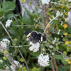 Phalaenoides glycinae at Watson, ACT - 10 Oct 2024