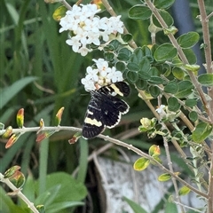 Phalaenoides glycinae at Watson, ACT - 10 Oct 2024