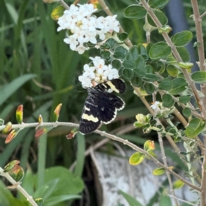 Phalaenoides glycinae at Watson, ACT - 10 Oct 2024