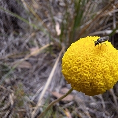 Eurys sp. (genus) (Eurys sawfly) at Carwoola, NSW - 4 Oct 2024 by JenniM