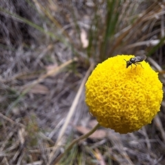 Eurys sp. (genus) at Carwoola, NSW - 4 Oct 2024