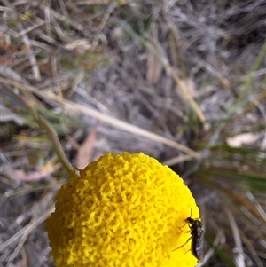 Eurys sp. (genus) at Carwoola, NSW - 4 Oct 2024