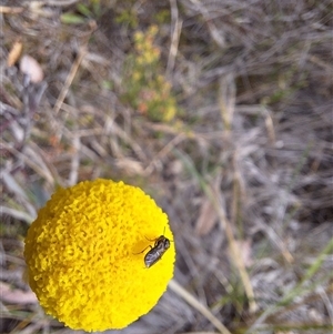 Eurys sp. (genus) at Carwoola, NSW - 4 Oct 2024