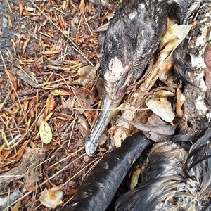 Phalacrocorax sulcirostris at Parkes, ACT - 6 Oct 2024