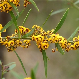 Daviesia mimosoides (Bitter Pea) at Colo Vale, NSW by Curiosity