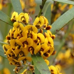 Daviesia mimosoides at Colo Vale, NSW - 4 Oct 2024 11:54 AM