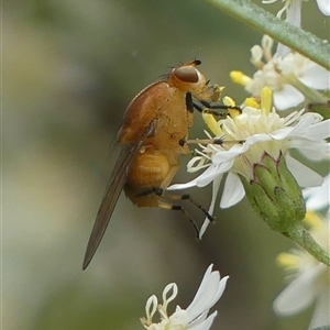 Sapromyza sp. (genus) (A lauxaniid fly) at Colo Vale, NSW by Curiosity