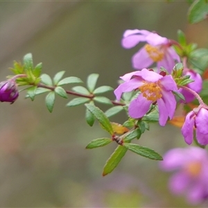 Bauera rubioides (Wiry Bauera) at Colo Vale, NSW by Curiosity