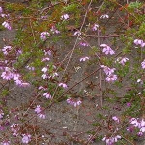 Bauera rubioides at Colo Vale, NSW - 4 Oct 2024