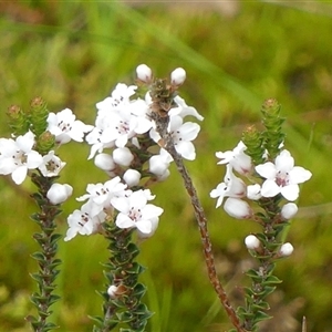 Epacris microphylla at Colo Vale, NSW - 4 Oct 2024