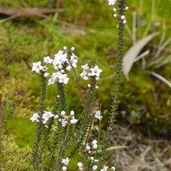 Epacris microphylla at Colo Vale, NSW - 4 Oct 2024