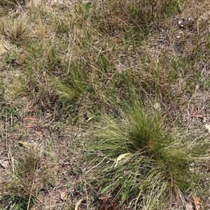 Nassella trichotoma at Watson, ACT - 9 Oct 2024