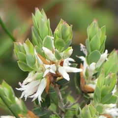 Brachyloma daphnoides (Daphne Heath) at Colo Vale, NSW - 4 Oct 2024 by Curiosity