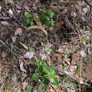 Viburnum tinus at Watson, ACT - 9 Oct 2024