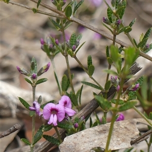 Mirbelia rubiifolia at Colo Vale, NSW - 4 Oct 2024 12:10 PM