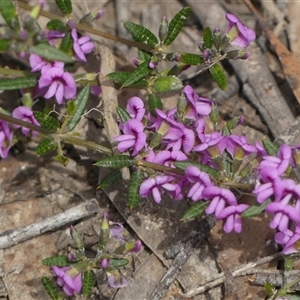 Mirbelia rubiifolia at Colo Vale, NSW - 4 Oct 2024