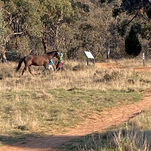 Equus caballus at Watson, ACT - 10 Oct 2024