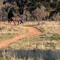 Equus caballus at Watson, ACT - 10 Oct 2024