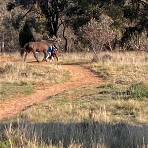 Equus caballus at Watson, ACT - 10 Oct 2024