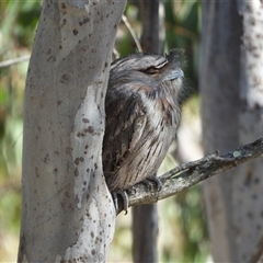 Podargus strigoides (Tawny Frogmouth) at Pearce, ACT - 10 Oct 2024 by LineMarie