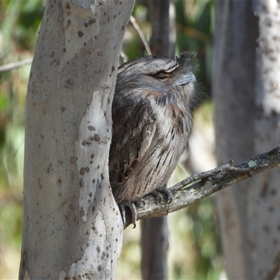 Podargus strigoides (Tawny Frogmouth) at Pearce, ACT - 10 Oct 2024 by LineMarie