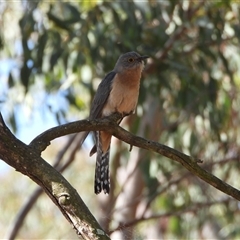 Cacomantis flabelliformis (Fan-tailed Cuckoo) at Kambah, ACT - 10 Oct 2024 by LineMarie