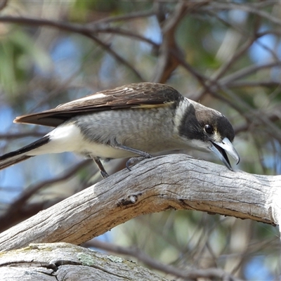 Cracticus torquatus (Grey Butcherbird) at Kambah, ACT - 10 Oct 2024 by LineMarie