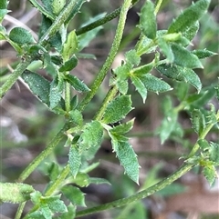Gonocarpus tetragynus (Common Raspwort) at Uriarra, NSW - 21 Jul 2023 by JaneR