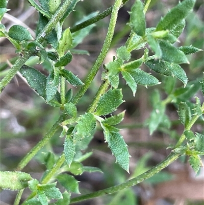 Gonocarpus tetragynus (Common Raspwort) at Uriarra, NSW - 21 Jul 2023 by JaneR