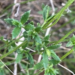 Gonocarpus tetragynus at Uriarra, NSW - 21 Jul 2023 01:00 PM