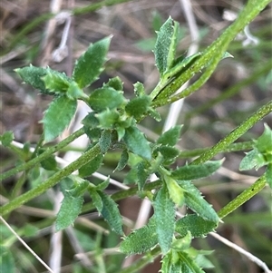 Gonocarpus tetragynus at Uriarra, NSW - 21 Jul 2023 01:00 PM