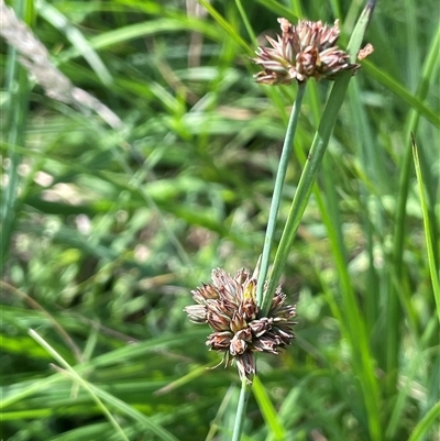 Juncus falcatus (Sickle-leaf Rush) at Jerangle, NSW - 7 Feb 2024 by JaneR