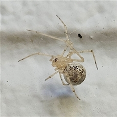 Cryptachaea gigantipes (White porch spider) at Hawker, ACT - 11 Oct 2024 by sangio7