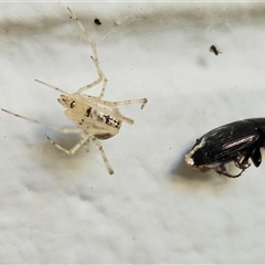 Cryptachaea gigantipes at Hawker, ACT - 11 Oct 2024