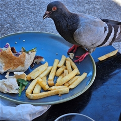 Columba livia (Rock Dove (Feral Pigeon)) at Bondi Beach, NSW - 10 Oct 2024 by MatthewFrawley